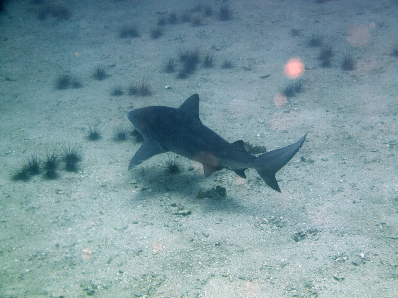 Chumpon Pinnacle, Blacktip reef shark